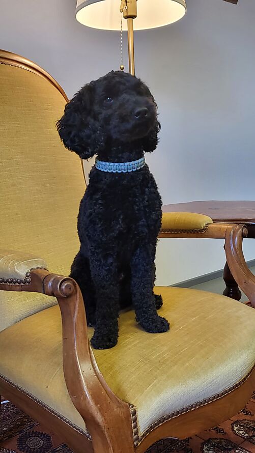 Der Lesehund Max ist zu Besuch in der Stadtbibliothek Zofingen (Bildquelle: zVg)
