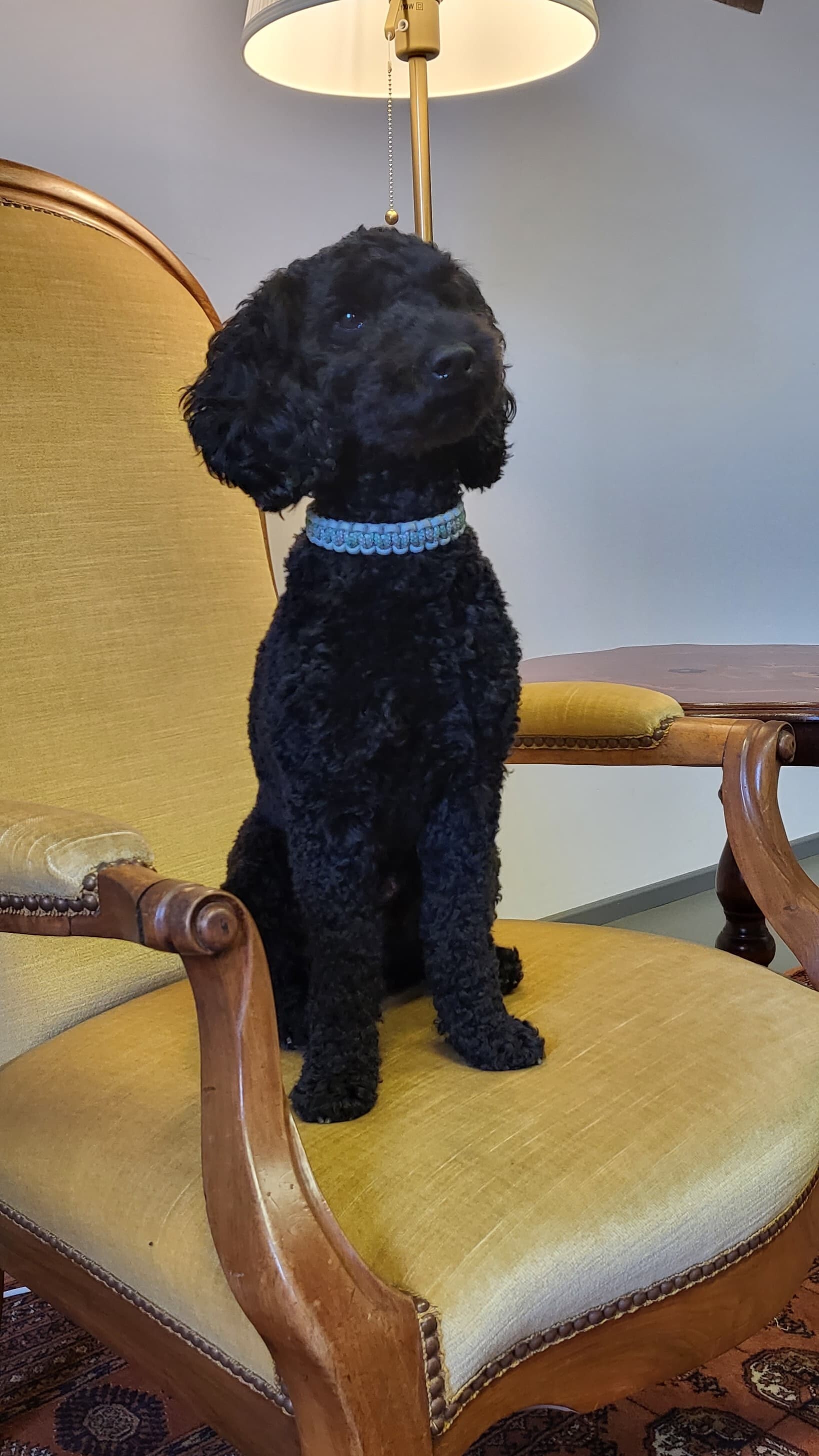 Auch im Mai ist der Lesehund Max wieder zu Besuch in der Stadtbibliothek (Bild: zVg)