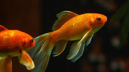 Aquarium-Fische_Pixabay.jpg
