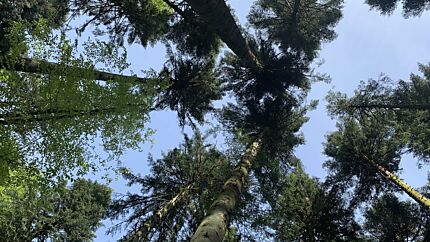 Wald.jpg